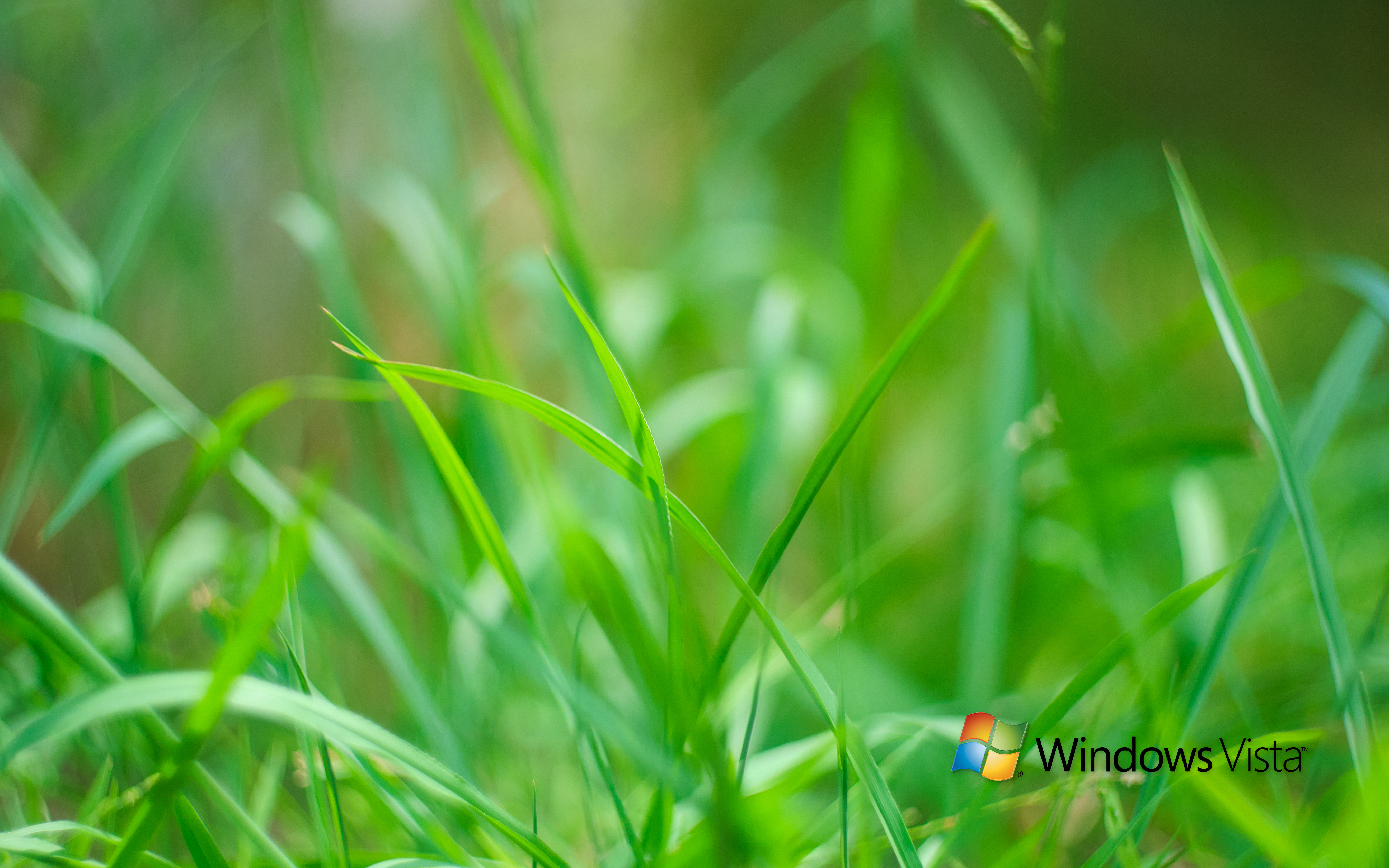grass