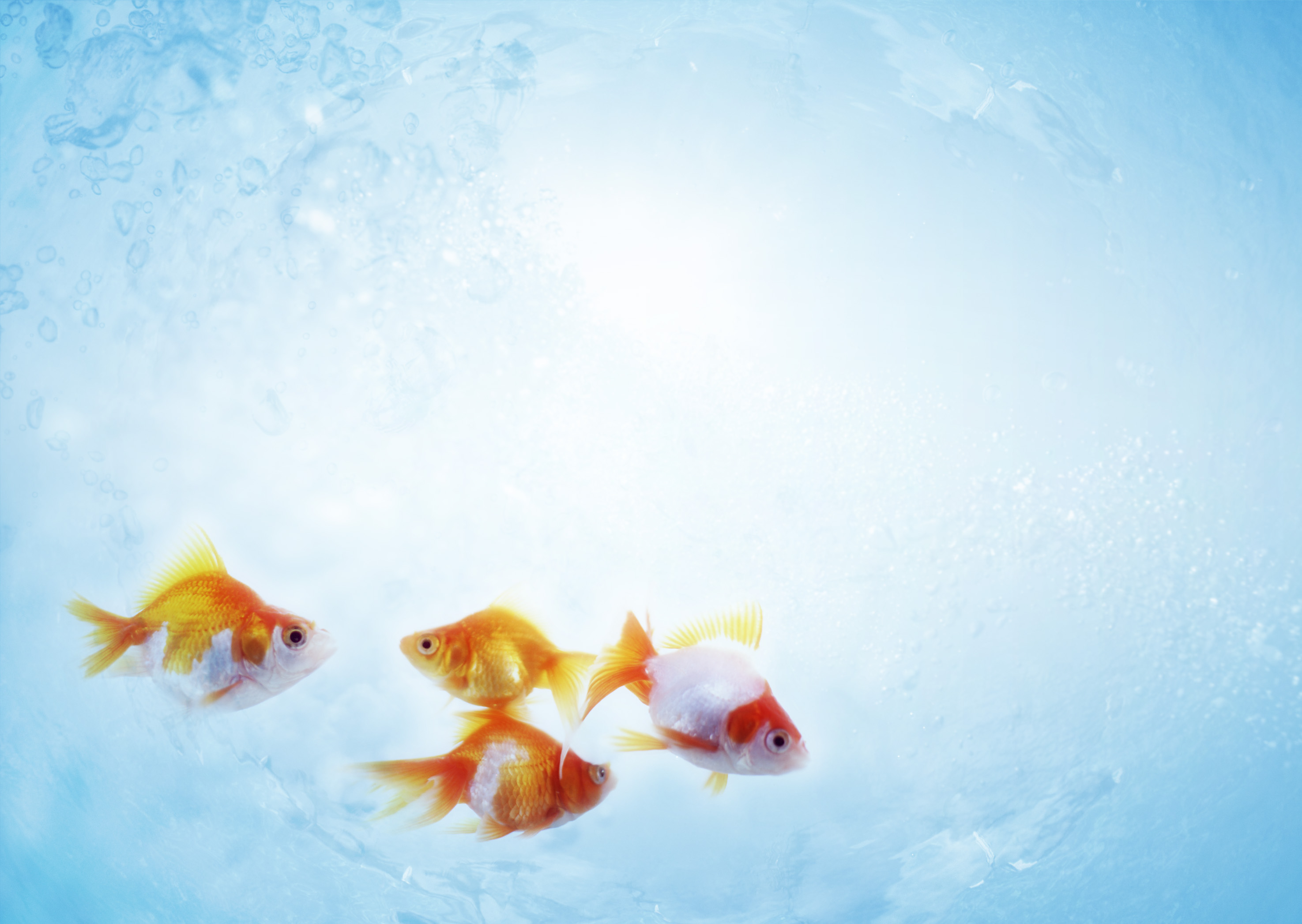 fish